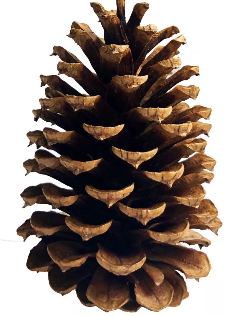 Natural Brown Pine Cone Decorative Accent - Unbranded